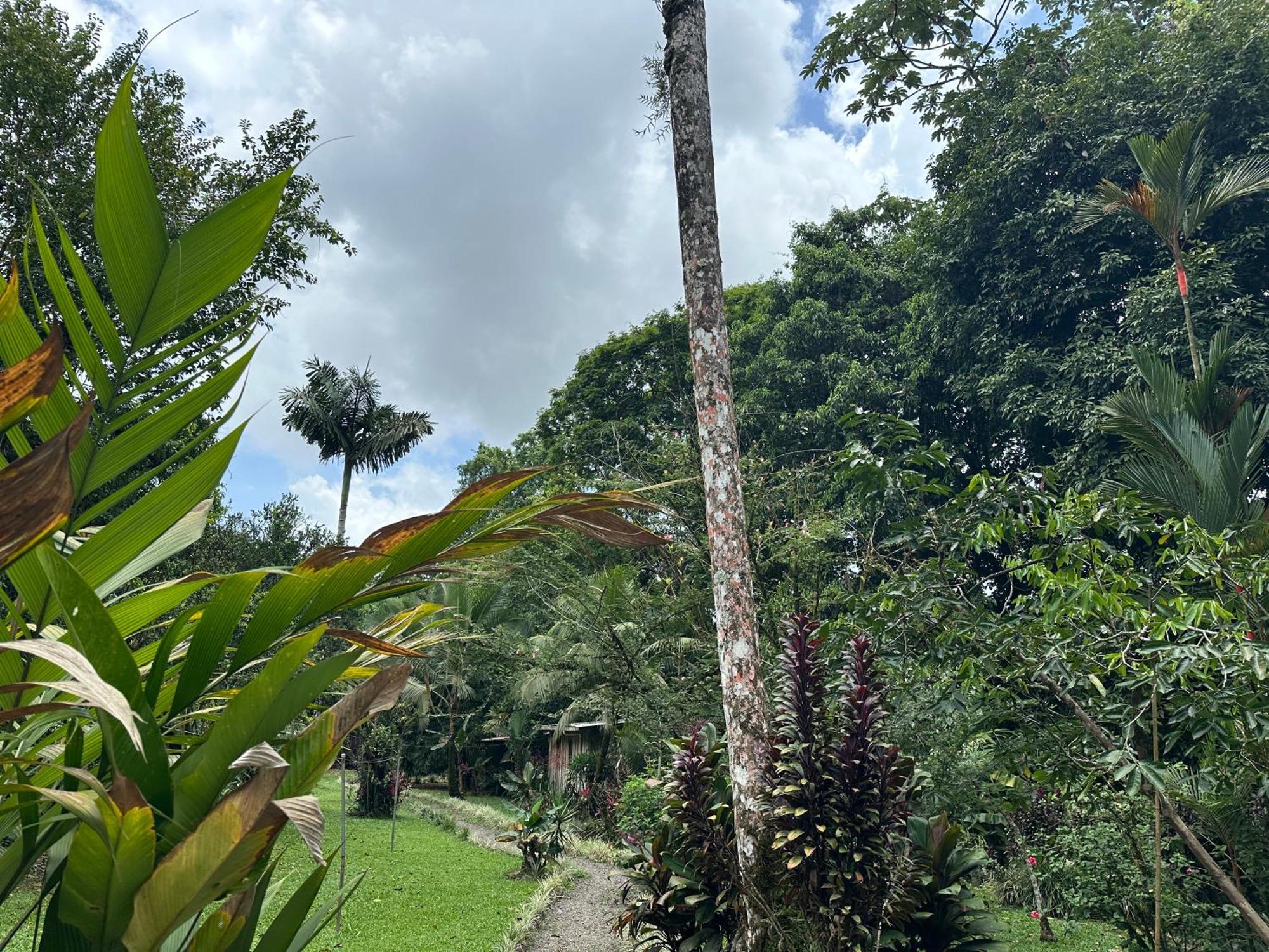 Casa Rio Blanco Eco Friendly B&B Guápiles Kültér fotó